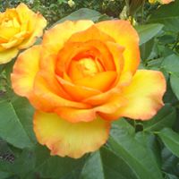 Lawrence Howard Photo 23