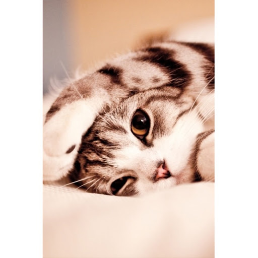 Tiffany Tran Photo 19