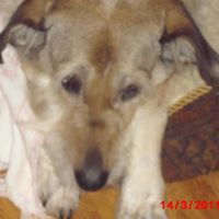 Amanda Comeau Photo 12