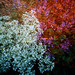 Tsai Chen Photo 17