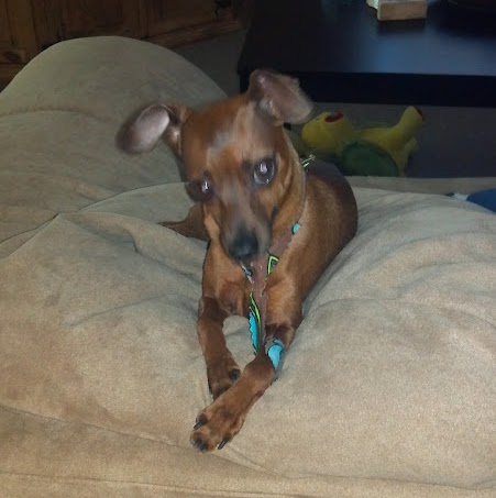 Julie Castle Photo 18