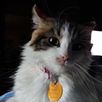 Julie Simons Photo 17