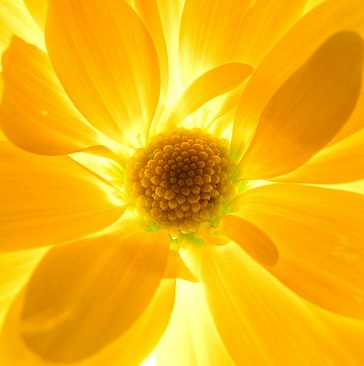 Sheri Simpson Photo 15