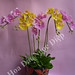 Thai Diep Photo 20