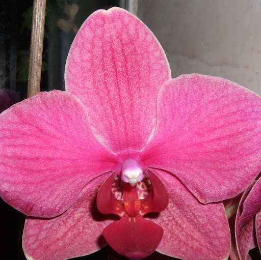 Julia Pearce Photo 10