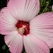 Sharon Hardy Photo 44
