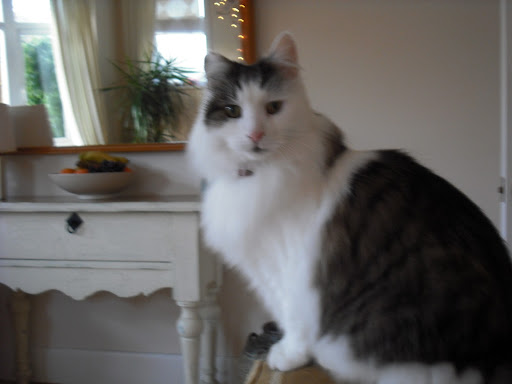 Stevie Stephens Photo 7