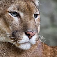 Karen Cummins Photo 18