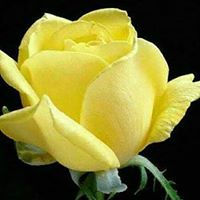 Peggy Browning Photo 17