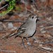 Robin Southern Photo 27