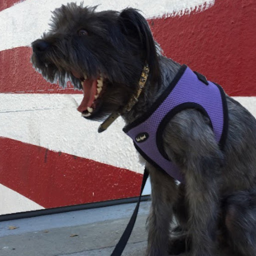 Laura Schwartz Photo 26