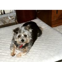 Cheryl Scanlan Photo 6