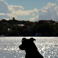 Joel Peterson Photo 48