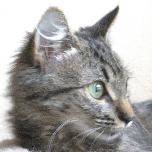 Cynthia Wong Photo 33