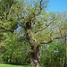David Oak Photo 19