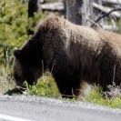 Nancy Rowell Photo 19