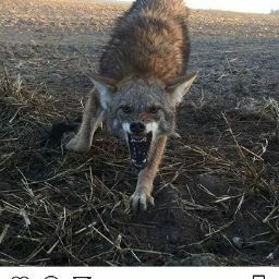 Brett Ramsey Photo 39