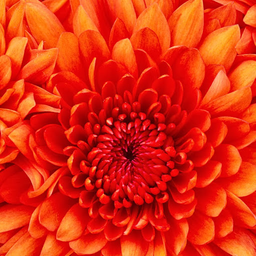 Jennifer Ramon Photo 5