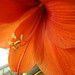 Annemarie Bloom Photo 12