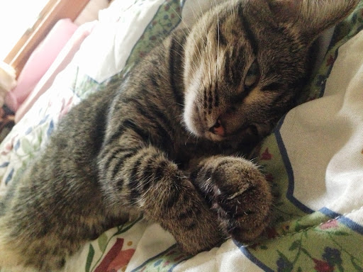 Suzanne Davis Photo 38