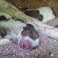 Michael Armes Photo 33