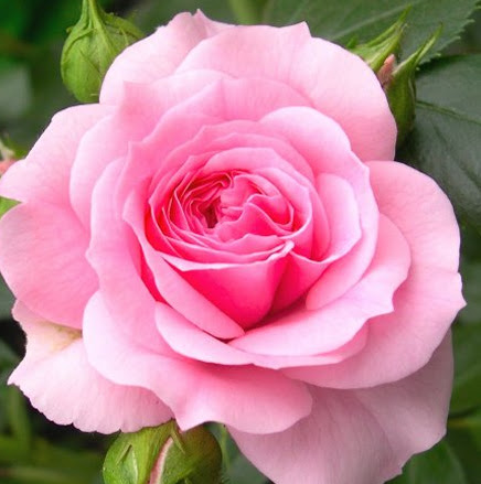 Victoria Stevens Photo 39