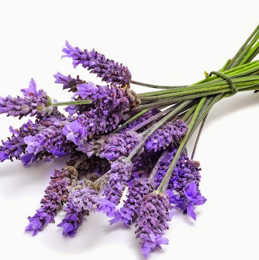 Annette Dillon Photo 12