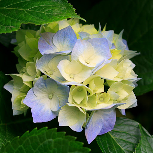 Leonardo Silva Photo 27 Leonardo Silva Photo 27