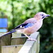 Jay Stover Photo 14