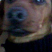 Dizzy Gillespie Photo 24 Dizzy Gillespie Photo 24