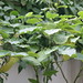Piper Root Photo 4