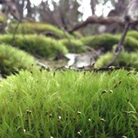 Lucinda Green Photo 25