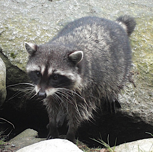 Diana Spencer Photo 9