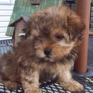 Ronald Halpern Photo 2