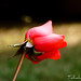 Richard Orey Photo 10
