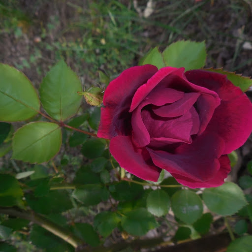 Sara Schneider Photo 16