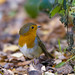 Robin Carr Photo 29