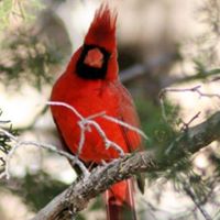 Lisa Downey Photo 24