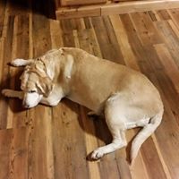 Gayle Flemming Photo 2