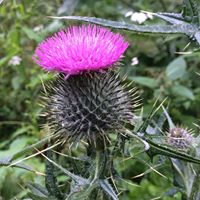 Ingrid Wood Photo 18