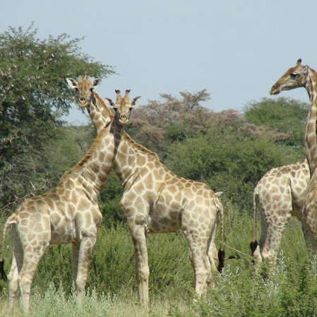 Chris Swart Photo 19