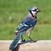 Jay Crow Photo 25
