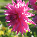 Dahlia Smith Photo 24