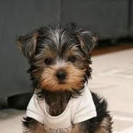 Krystal Vickers Photo 14