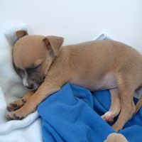 Jacob Schwarz Photo 10