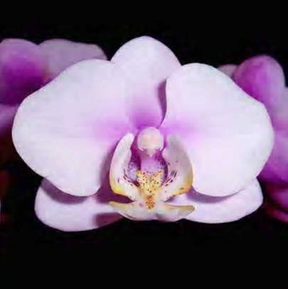 Theodore Hunt Photo 18