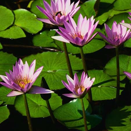 Irene Lambert Photo 15