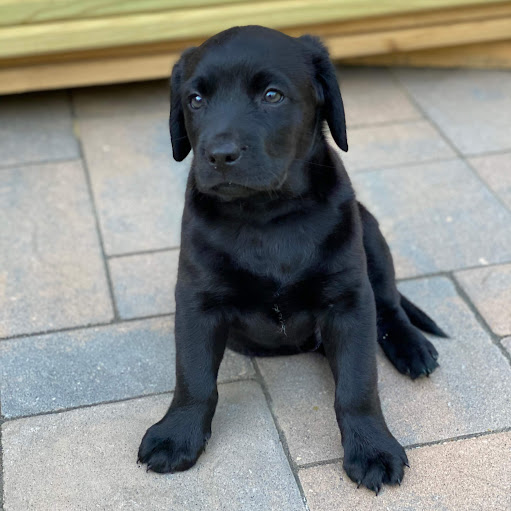 Nicholas Deluca Photo 25