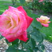 June Rose Photo 20
