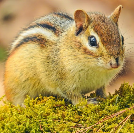 Eddie Flores Photo 33 Eddie Flores Photo 33